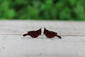 Cardinal Stud Earrings