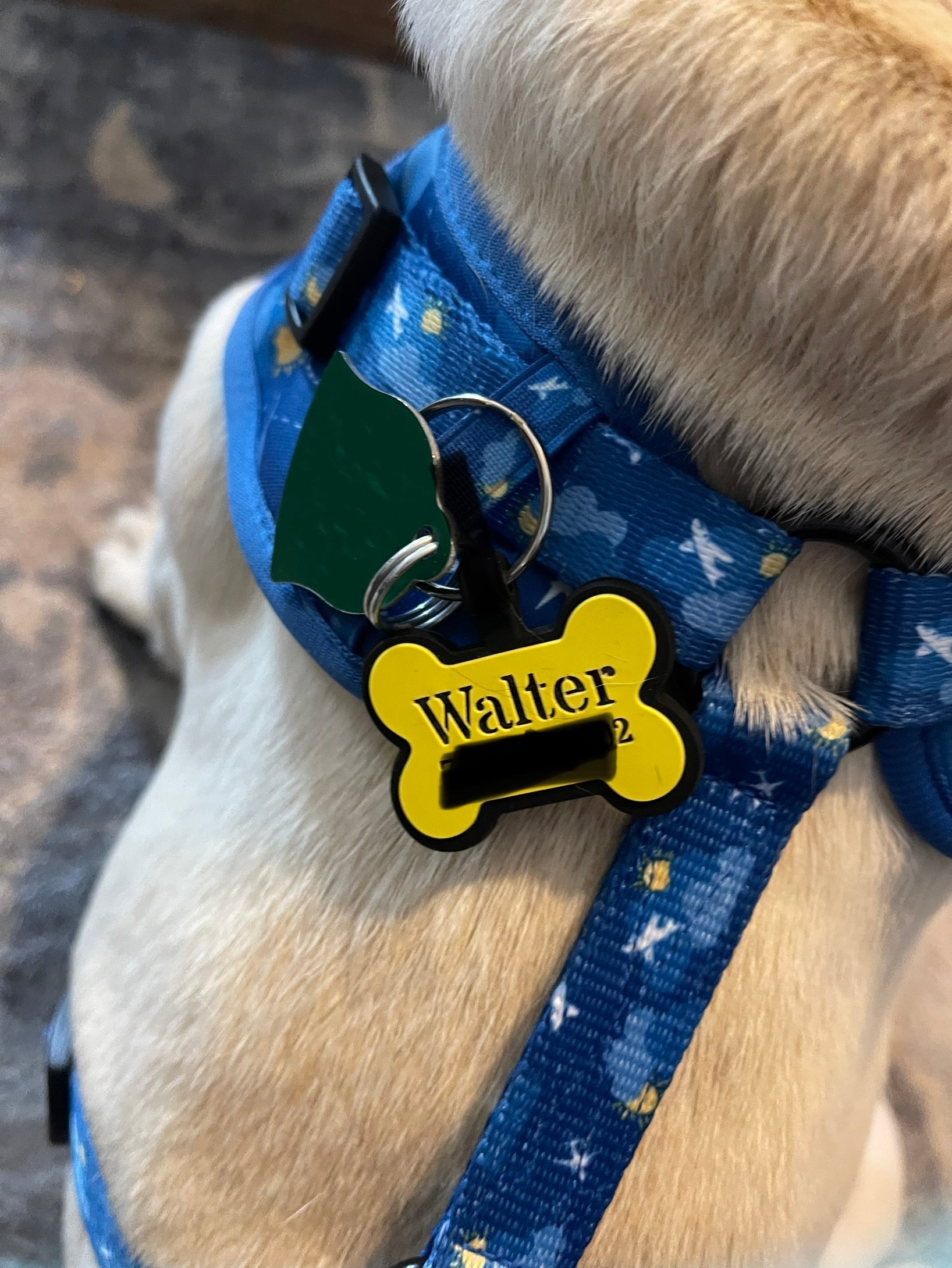 Dog Tag